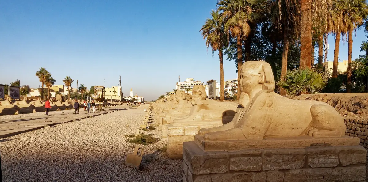Sphinx in the foreground of the Avenue of Sphinxes with palms behind